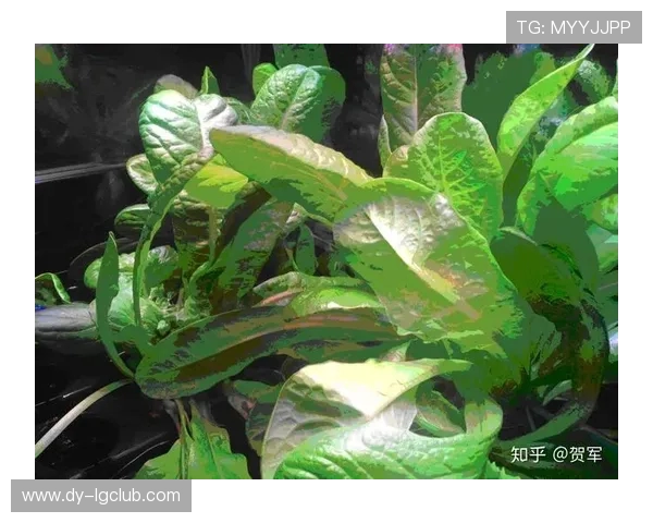 探讨在足球场采摘蔬菜等行为是否构成违法责任的法律深度分析研究